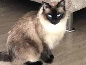 Gato raça SRD idade 2 anos nome Princesa