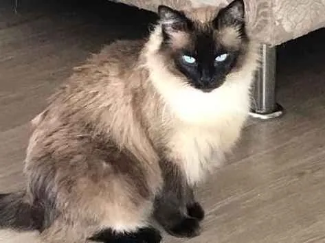 Gato ra a SRD idade 2 anos nome Princesa