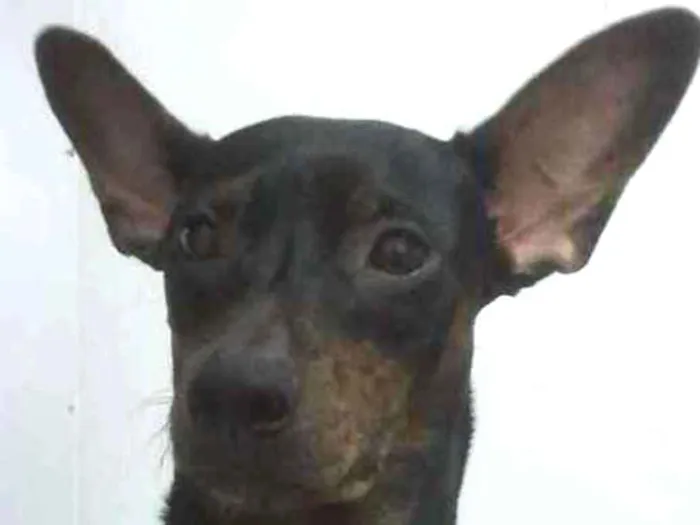 Cachorro ra a Vira-lata idade 5 anos nome Lala