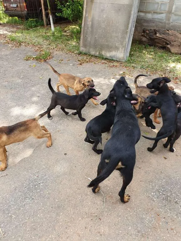 Cachorro raça Fila, Labrador, Rotwe  idade 2 a 6 meses nome Varios