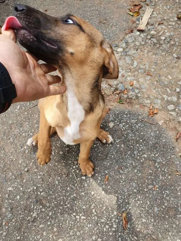 Cachorro raça Fila, Labrador, Rotwe  idade 2 a 6 meses nome Varios