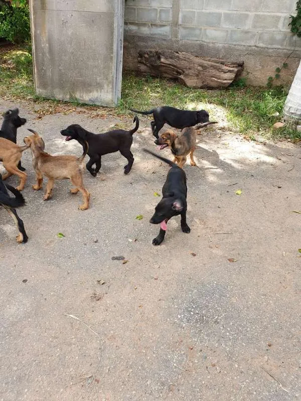 Cachorro raça Fila, Labrador, Rotwe  idade 2 a 6 meses nome Varios