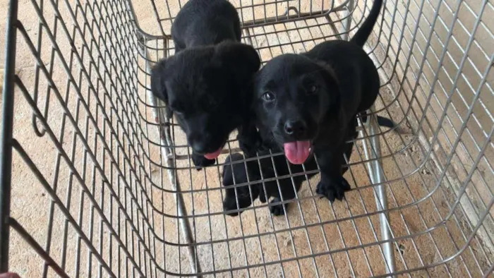 Cachorro ra a misto idade 2 a 6 meses nome sem nome