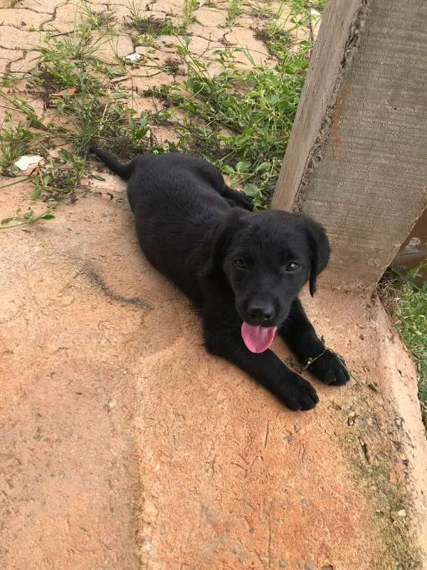 Cachorro ra a misto idade 2 a 6 meses nome sem nome