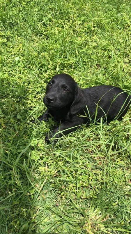 Cachorro ra a misto idade 2 a 6 meses nome sem nome
