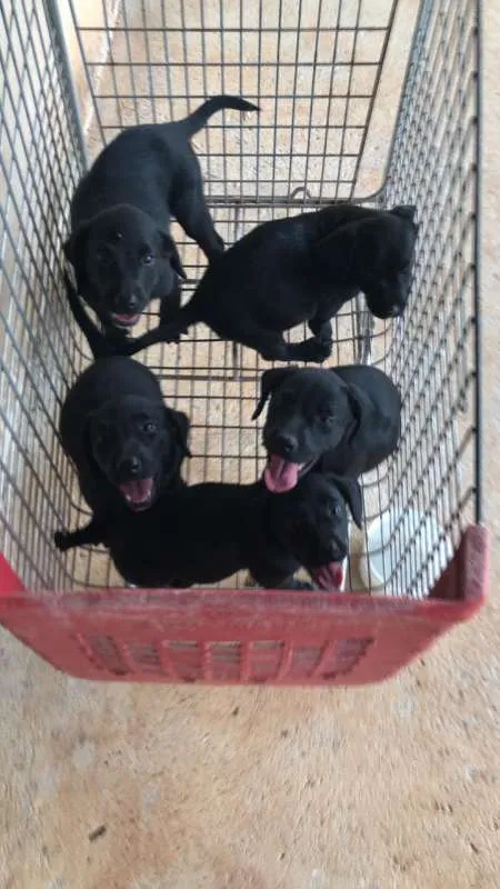 Cachorro ra a misto idade 2 a 6 meses nome sem nome