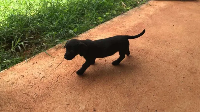Cachorro ra a misto idade 2 a 6 meses nome sem nome