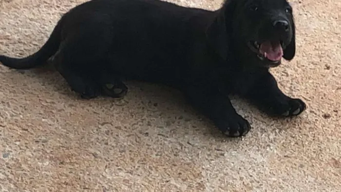Cachorro ra a misto idade 2 a 6 meses nome sem nome