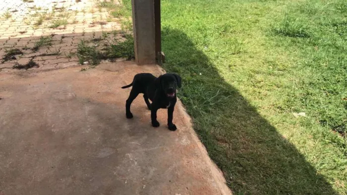 Cachorro ra a misto idade 2 a 6 meses nome sem nome
