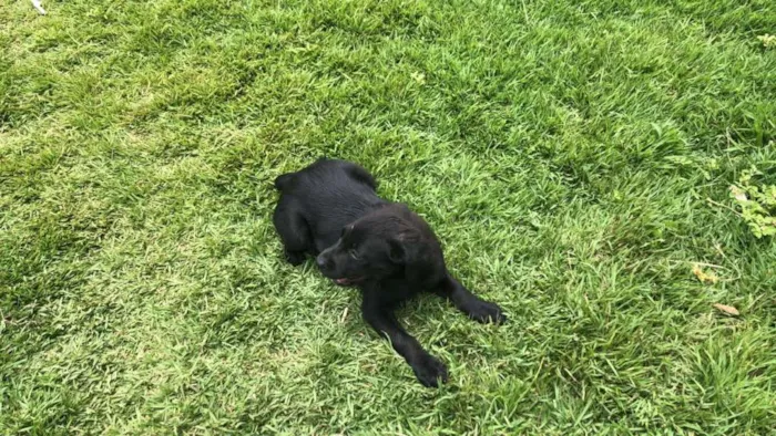 Cachorro ra a misto idade 2 a 6 meses nome sem nome