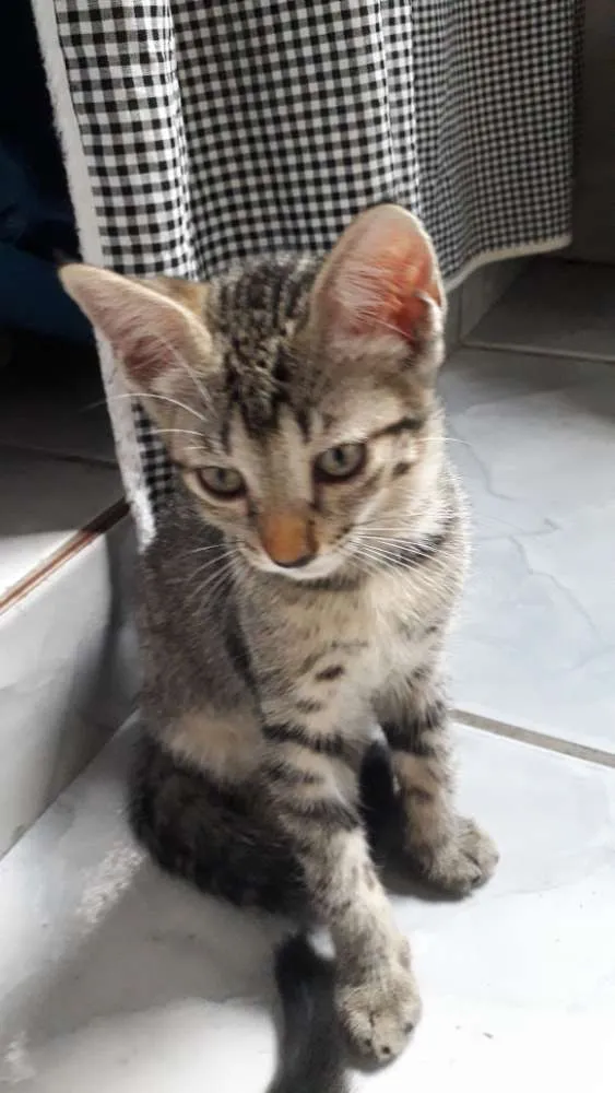 Gato raça Vira lata idade 2 a 6 meses nome Ainda não tem nome