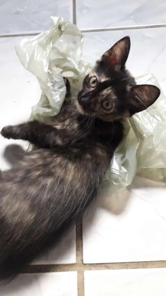 Gato raça Vira lata idade Abaixo de 2 meses nome Ainda não tem nome
