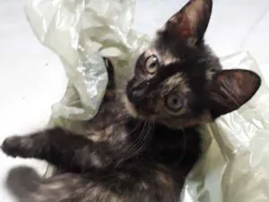 Gato raça Vira lata idade Abaixo de 2 meses nome Ainda não tem nome