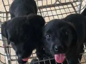 Cachorro raça misto idade 2 a 6 meses nome sem nome