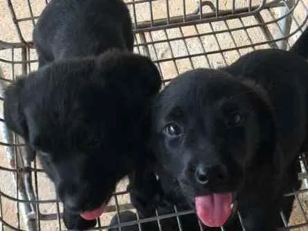 Cachorro ra a misto idade 2 a 6 meses nome sem nome