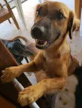 Pretinha