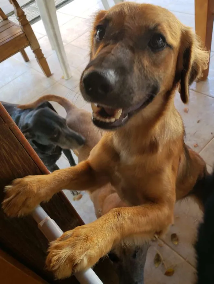 Cachorro raça SRD idade 7 a 11 meses nome Pretinha