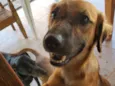 Pretinha
