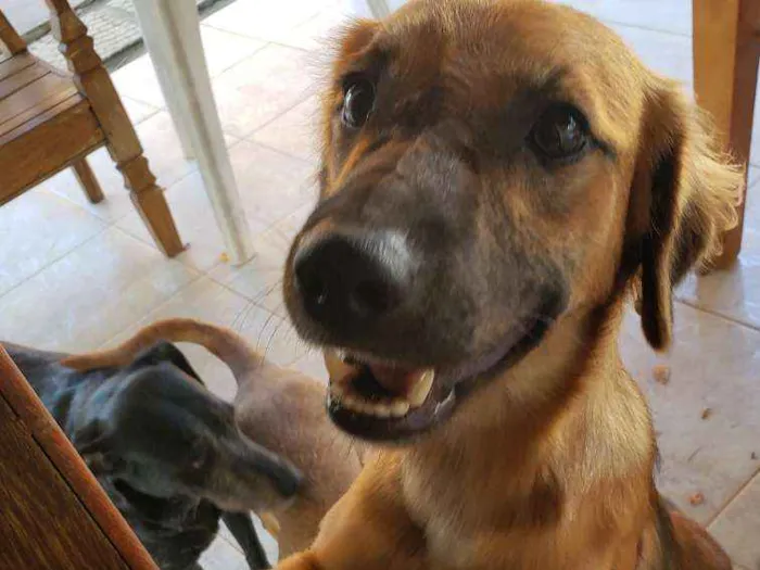Cachorro raça SRD idade 7 a 11 meses nome Pretinha