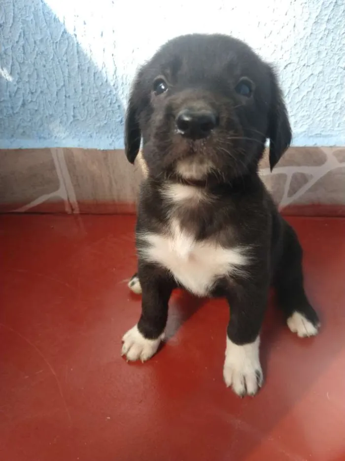 Cachorro ra a SDR idade Abaixo de 2 meses nome Filhotes 