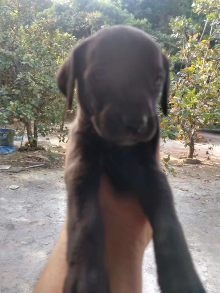 Cachorro ra a SDR idade Abaixo de 2 meses nome Filhotes 