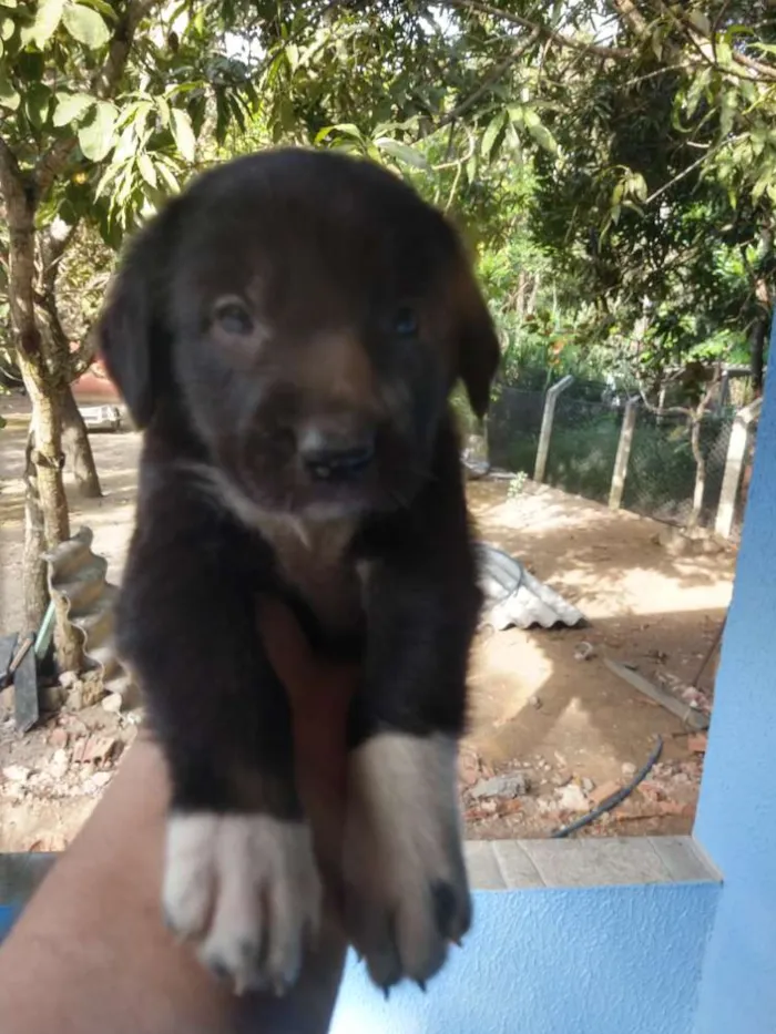 Cachorro ra a SDR idade Abaixo de 2 meses nome Filhotes 