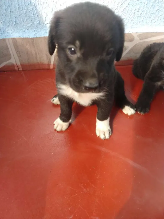 Cachorro ra a SDR idade Abaixo de 2 meses nome Filhotes 