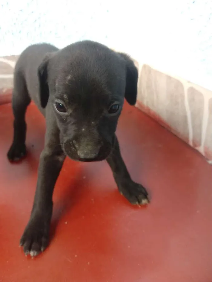 Cachorro ra a SDR idade Abaixo de 2 meses nome Filhotes 