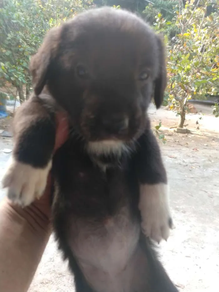 Cachorro ra a SDR idade Abaixo de 2 meses nome Filhotes 