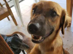 Cachorro raça SRD idade 7 a 11 meses nome Pretinha