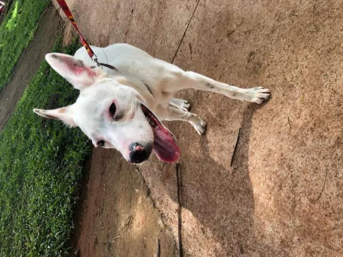 Cachorro ra a Desconhecida idade 7 a 11 meses nome Desconhecido