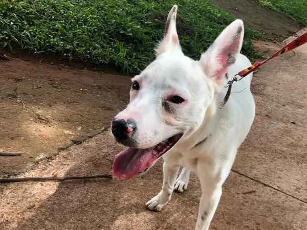 Cachorro ra a Desconhecida idade 7 a 11 meses nome Desconhecido