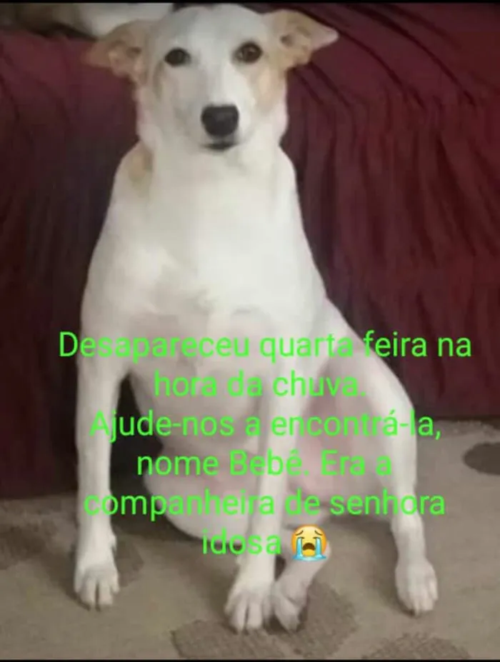 Cachorro ra a Indefinida idade 6 ou mais anos nome Bebê