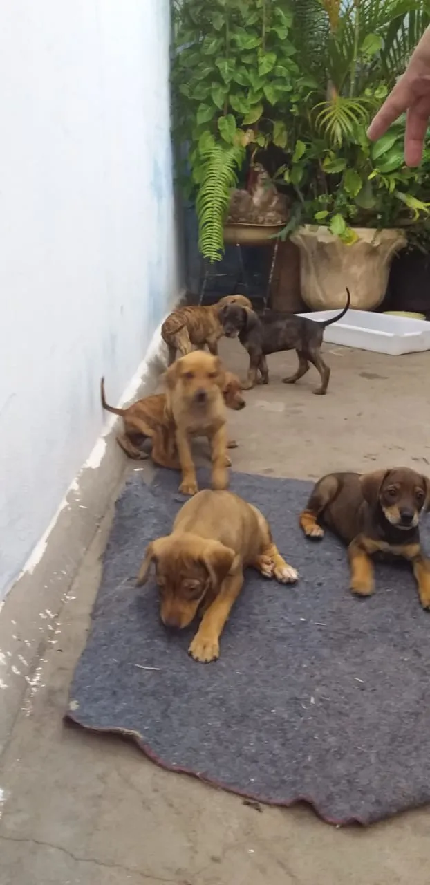 Cachorro ra a Perdigueiro idade Abaixo de 2 meses nome Sem nome