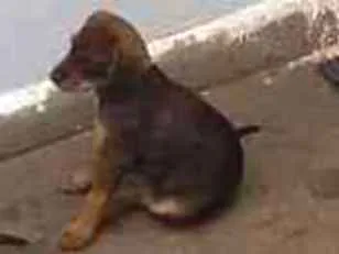 Cachorro ra a Perdigueiro idade Abaixo de 2 meses nome Sem nome