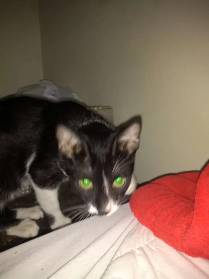 Gato raça Srd idade 2 a 6 meses nome Sem nome