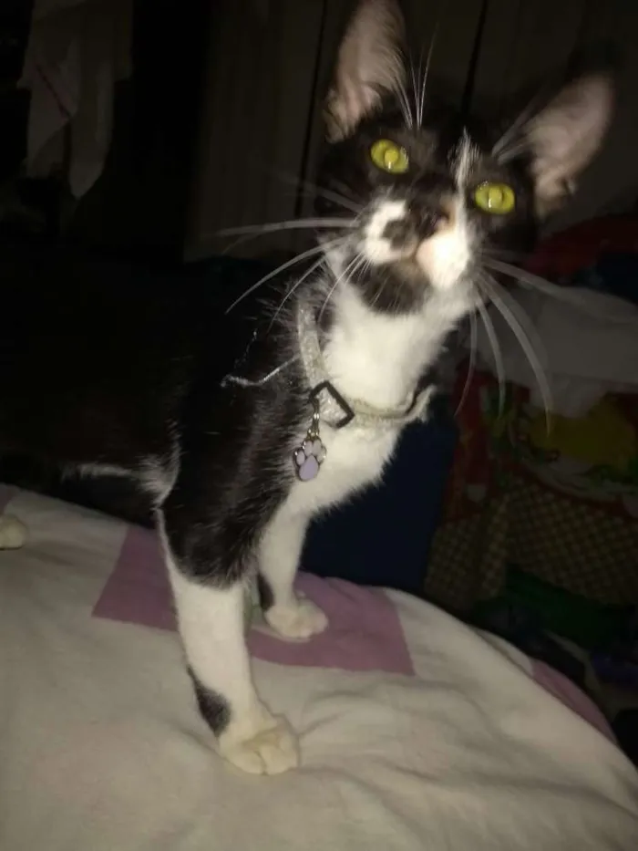 Gato raça Srd idade 2 a 6 meses nome Sem nome