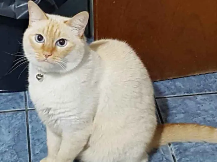 Gato ra a Siames red point  idade 6 ou mais anos nome Nero e irmão para ad