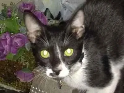 Gato raça Srd idade 2 a 6 meses nome Sem nome