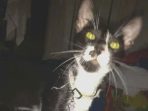 Gato raça Srd idade 2 a 6 meses nome Sem nome