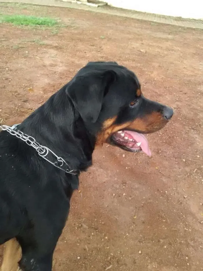 Cachorro ra a Rottweiler idade 5 anos nome Zeus