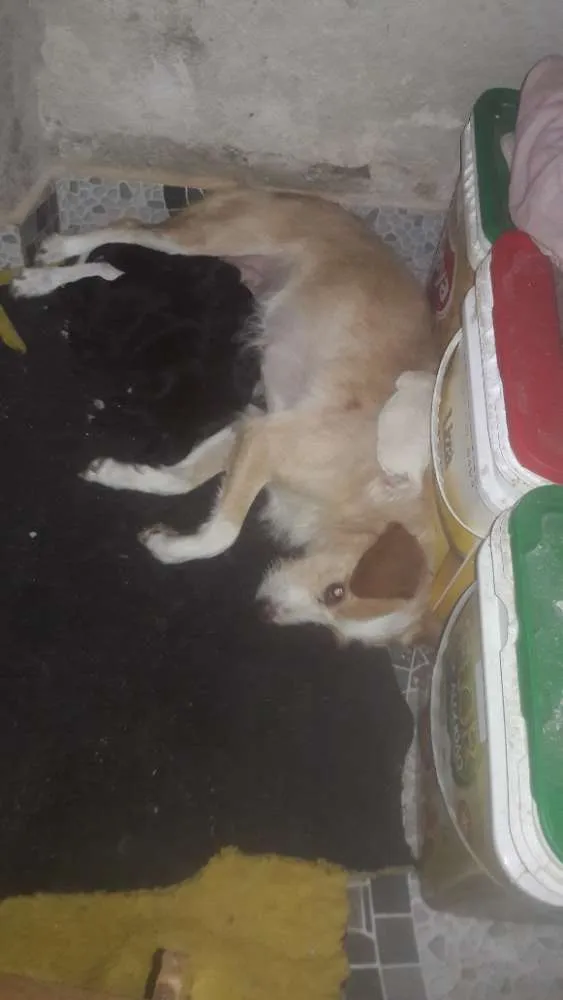 Cachorro ra a Mistura idade 2 a 6 meses nome filhotes