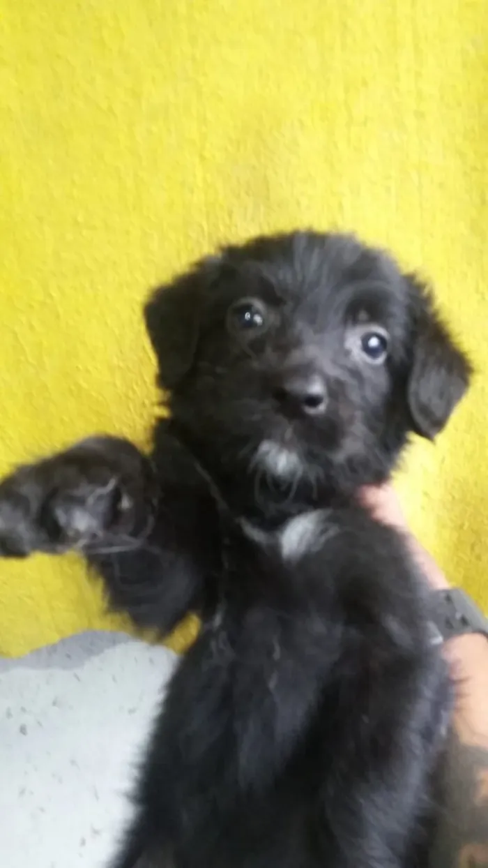 Cachorro ra a Mistura idade 2 a 6 meses nome filhotes