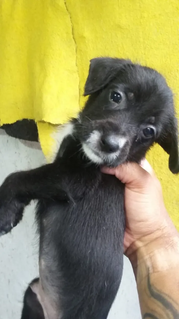 Cachorro ra a Mistura idade 2 a 6 meses nome filhotes