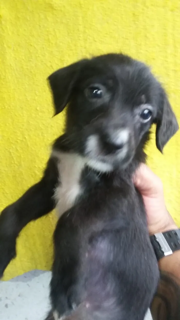 Cachorro ra a Mistura idade 2 a 6 meses nome filhotes