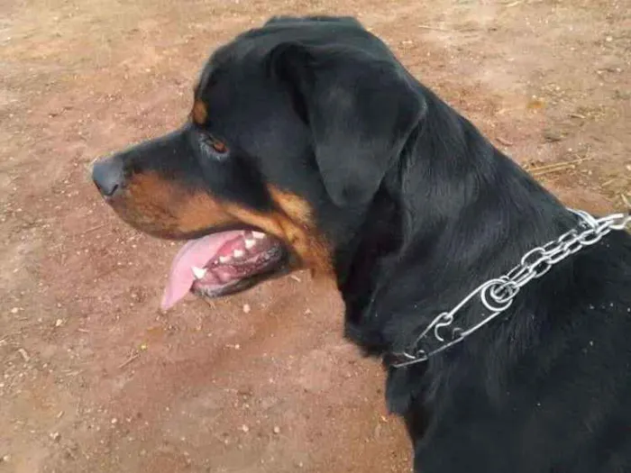 Cachorro ra a Rottweiler idade 5 anos nome Zeus