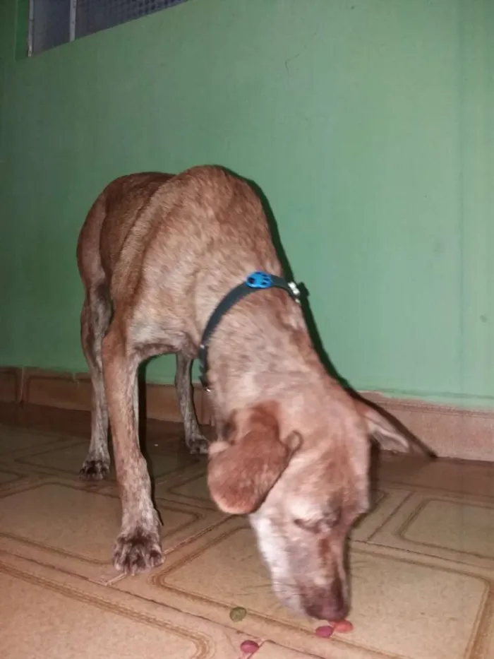 Cachorro ra a  idade 7 a 11 meses nome Chiquita