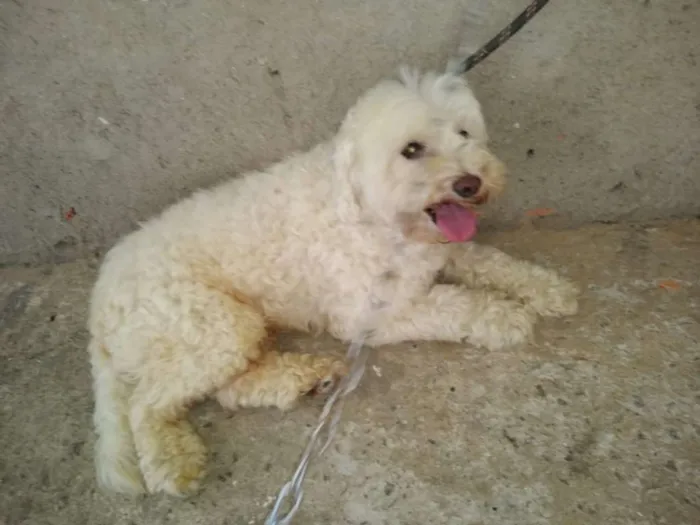 Cachorro ra a Poodle idade 6 ou mais anos nome Marley