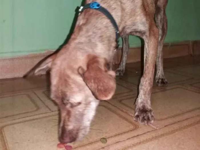 Cachorro ra a  idade 7 a 11 meses nome Chiquita