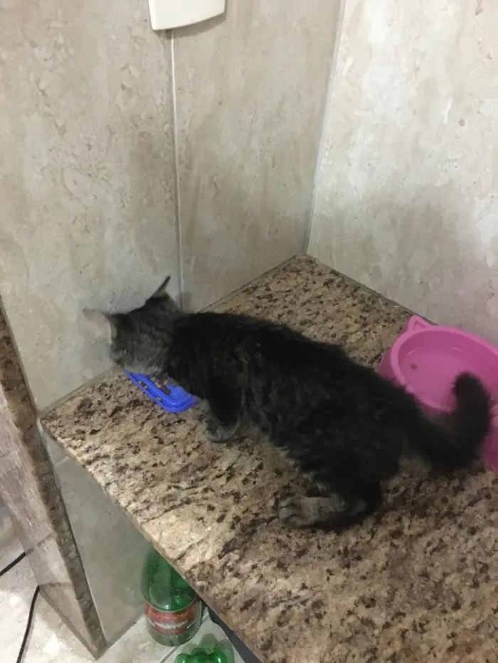 Gato raça SRD idade 2 a 6 meses nome Tom